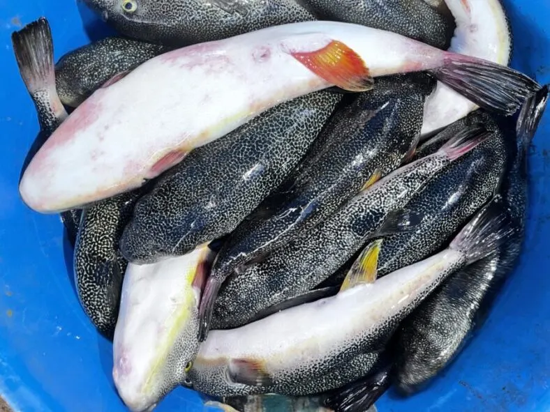 한여름. 주문진 청복 작업