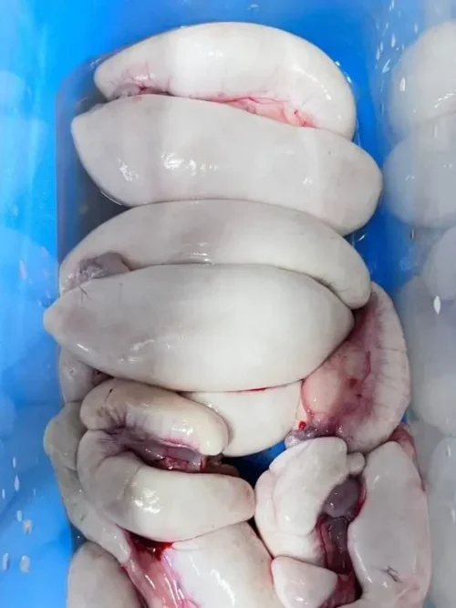 IMG_5926_bokeo-rotated-e1725373875512 참복 곤이